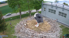 2025-05-07 19_45_28-#Gniazdo #Bocian #nażywo #nature #kamera #Zambrow #WhiteStork #nest #ptaki #pola.png