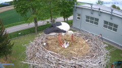 2025-05-07 19_45_46-#Gniazdo #Bocian #nażywo #nature #kamera #Zambrow #WhiteStork #nest #ptaki #pola.png
