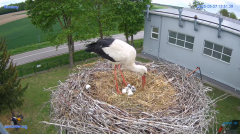 2025-05-07 19_45_59-#Gniazdo #Bocian #nażywo #nature #kamera #Zambrow #WhiteStork #nest #ptaki #pola.png