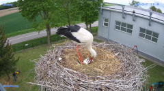 2025-05-07 19_46_07-#Gniazdo #Bocian #nażywo #nature #kamera #Zambrow #WhiteStork #nest #ptaki #pola.png