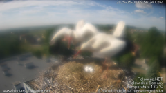 palowice-2025-05-08-3.png