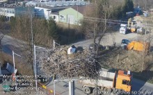 Lesko 2020-04-07 07-46.jpg (178.58 KiB) Przejrzano 10361 razy Drugi bociuś pewnie żeruje